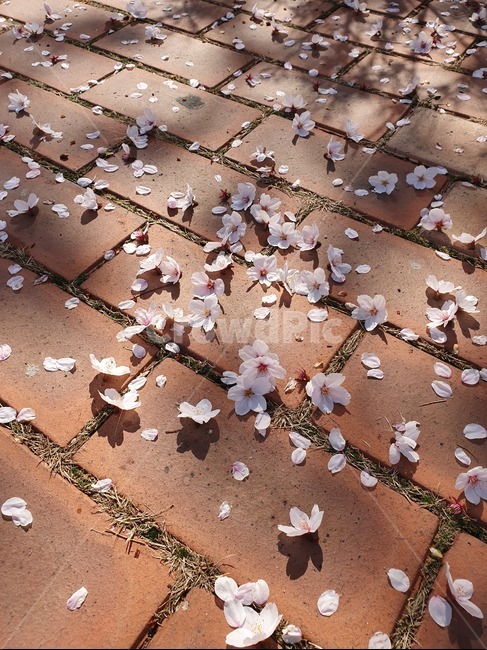 벚꽃,꽃,꽃잎,길,햇빛,꽃,flower