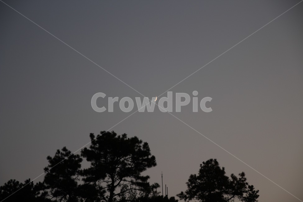달,초승달,저녁,나무,자연,moon,nature,night,야경,밤,풍경,nightscape,night,landscape