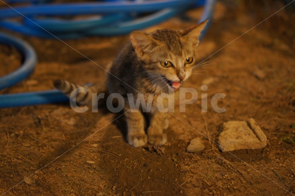 동물,고양이,냐옹,새끼,아기고양이,동물,animal,고양이,cat,kitten,kitty,포유류,mammal
