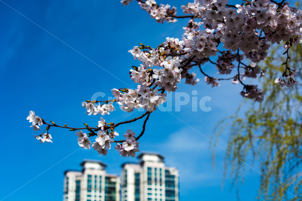 벚꽃,cherry,4월,spring,봄,쾌청,봄,계절,spring,season,plant,식물,flower,꽃,blossom