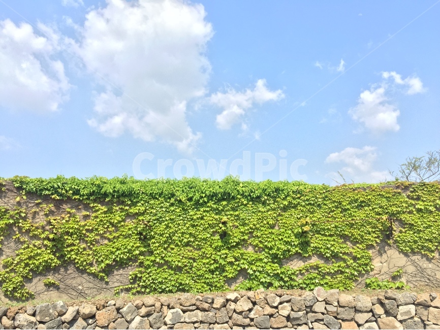 자연,돌담,하늘,풍경,담쟁이덩굴,초록색,따뜻함,힐링,자연,풍경,nature,landscape,plant,식물