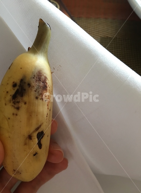 미니바나나,원숭이바나나,하얀천,minibanana,monkeybanana,whitecloth