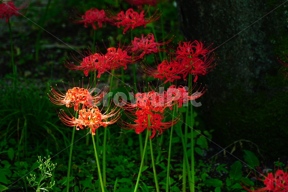 꽃무릇,꽃,식물,플라워,flower,자연,nature,plants,9월,가을,fall,autumn,september,꽃밭,화단,꽃사진,가을꽃,식물,자연,plants,nature,꽃,flower
