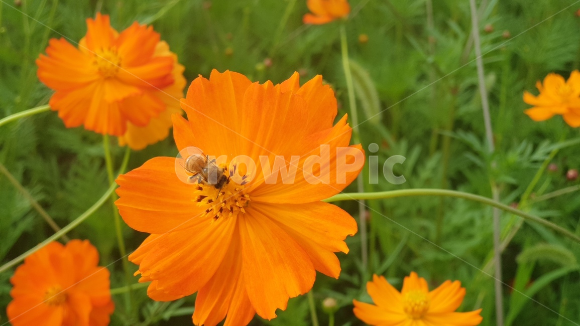 벌,곤충,꽃과벌,꿀벌,honeybee,식물,자연,plants,nature,꽃,flower