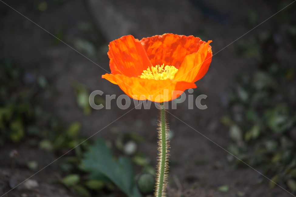 양귀비,꽃,꽃양귀비,조경용,poppy,식물,자연,plants,nature,꽃,flower