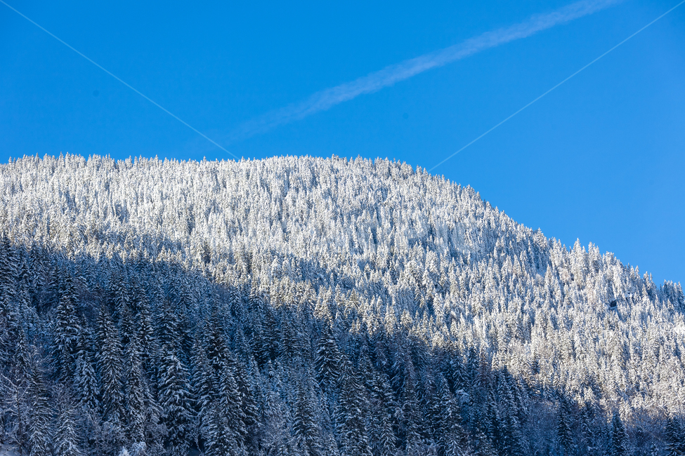 스위스,하늘,겨울,산,눈덮인,눈,숲,겨울,계절,winter,season,자연,풍경,nature,landscape,해외,외국,세계,foreign,oversea,world,세계자연풍경,해외자연풍경,외국자연풍경,world nature landscape,outdoors,옥외,tree,나무,plant,식물,ice,빙,mountain
