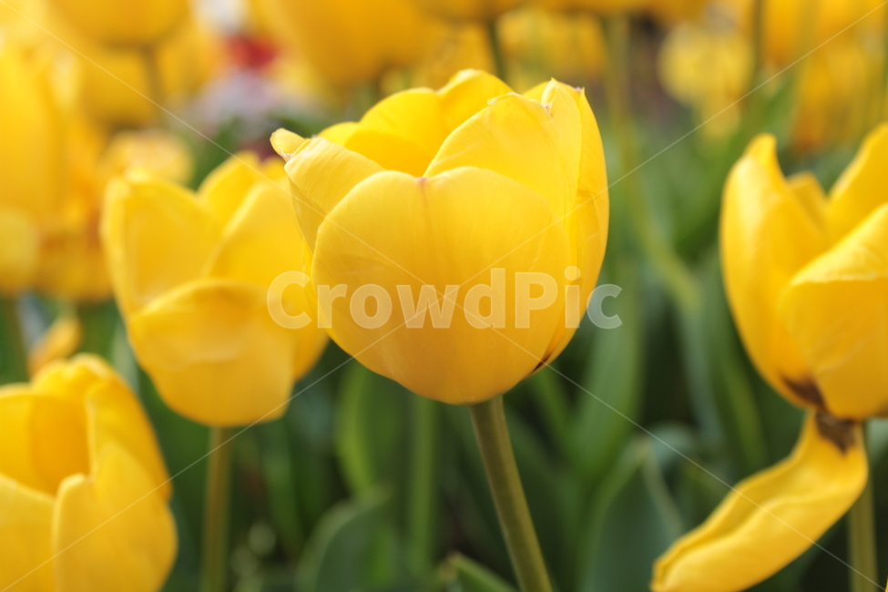 식물,flower,꽃,튤립,노란색,노랑,봄,꽃잎,생기,식물,자연,plants,nature,꽃,flower
