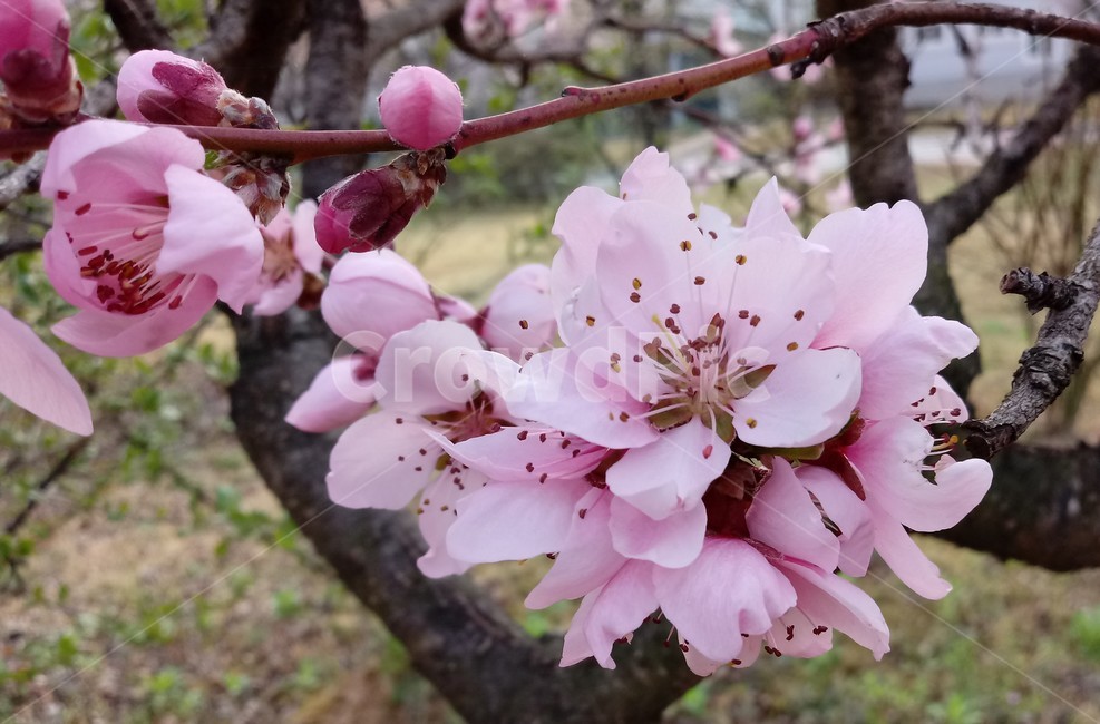 복숭아꽃,peach,장미과,식물,과수