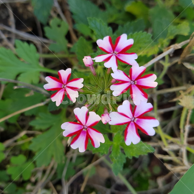 하트,꽃,식물,핑크,자연,식물,자연,plants,nature,꽃,flower