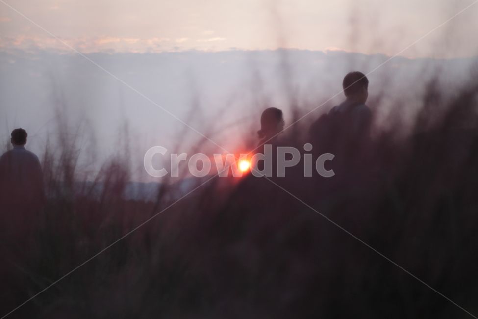 양주,핑크뮬리,공원,노을,풍경,뒷모습,light,빛