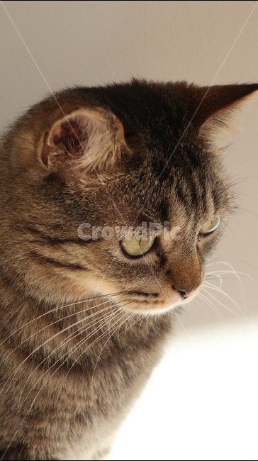 고양이,태비고양이,고등어줄무늬,태비줄무늬,검은고양이,귀여운,포유류,동물,pet,animal,mammal,반려동물,애완동물,반려묘,집고양이,cat,kitty,kitten,아기고양이,동물,animal,포유류,mammal,고양이,cat,kitten,kitty