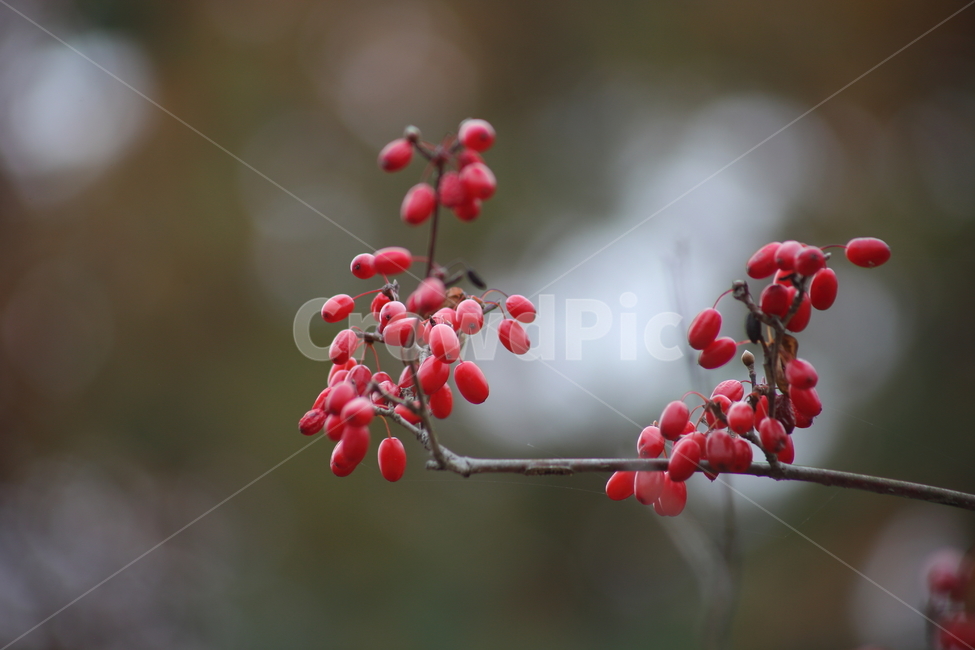 산수유,열매,빨강,가을,japanesecorneliancherry,식물,자연,plants,nature,과일,열매,fruit