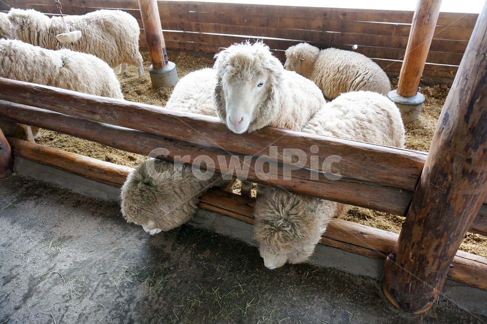 mammal,포유류,sheep,양,animal,동물,대관령,양떼목장,동물,animal,포유류,mammal,목축업,목장,livestock farming,ranching,pasture