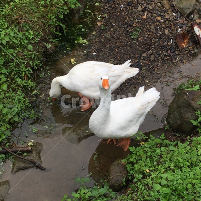 백조,하얀백조,swan,whiteswan,비,rain,동물,animal,조류,새,birds
