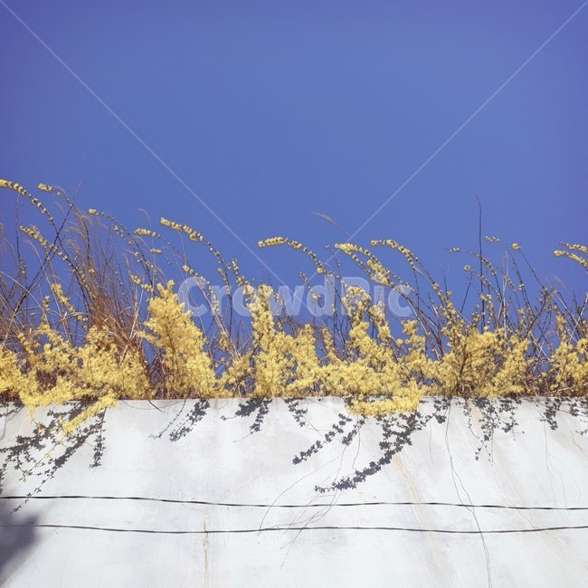 개나리,봄,담벼락,감성,감성사진,꽃,봄,계절,spring,season,grass,잔디,plant,식물
