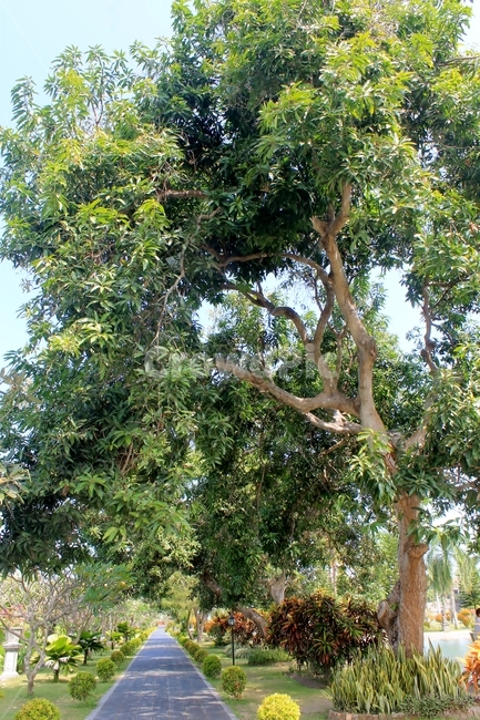 발리,길,산책,산책길,나무,정원,bali,walk,walking,tree,나무,trees,wood