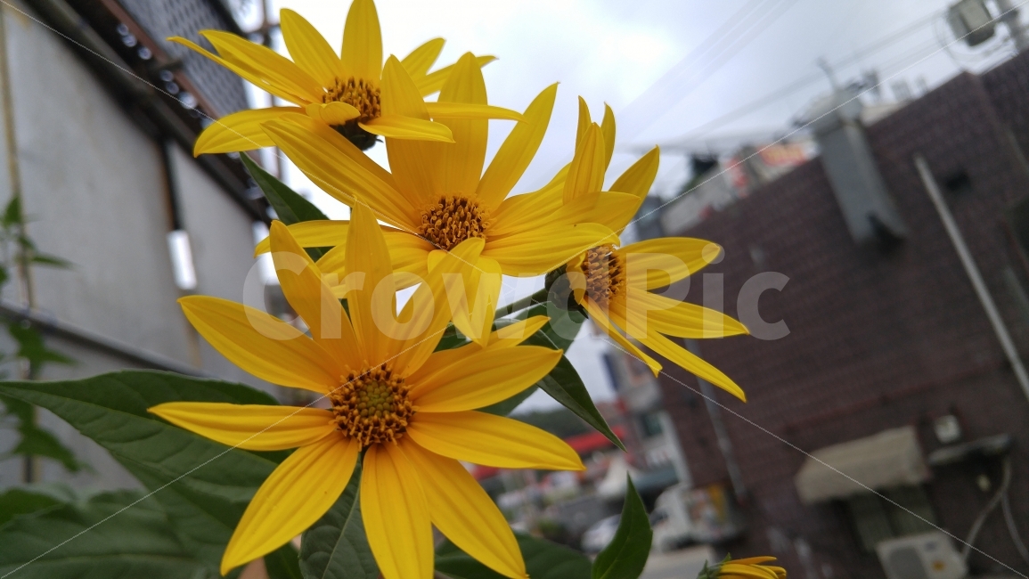 노란꽃,돼지감자꽃,꽃,이미지가,자연,화려함,계절,별미,건강,당뇨,식물,자연,plants,nature,꽃,flower