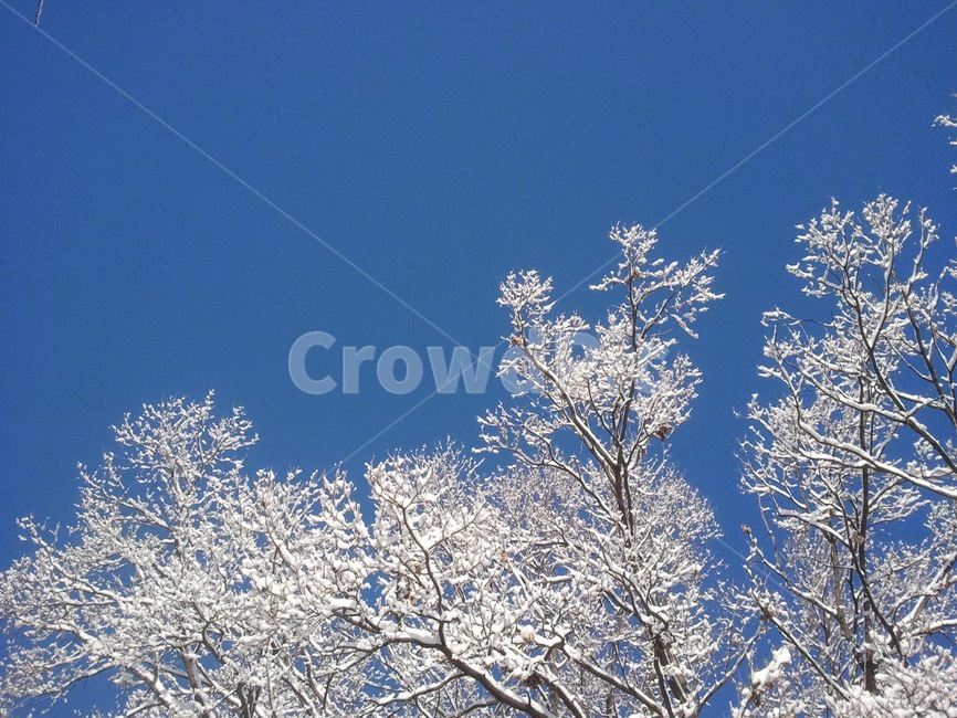겨울,하늘,나무,눈꽃,눈,겨울,계절,winter,season