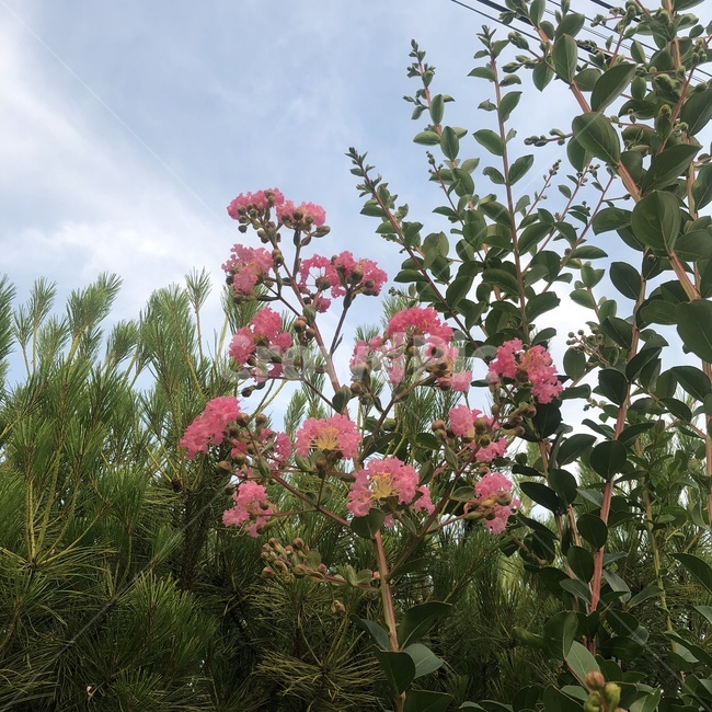 백일홍,베롱나무,간지럼나무,베스트레드,plant,식물