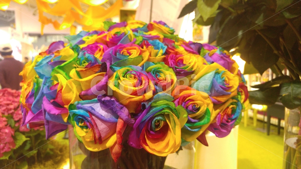 장미,rose,무지개,rainbow,이색
