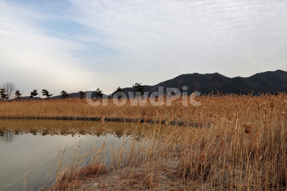 순천만,가을갈대,가을풍경,오솔길,숲길,가을산길,마실,갈대,갈대밭,나무,시골,가을,계절,fall,autumn,season,자연,풍경,nature,landscape,grass,잔디,plant,식물,land,땅,outdoors,옥외