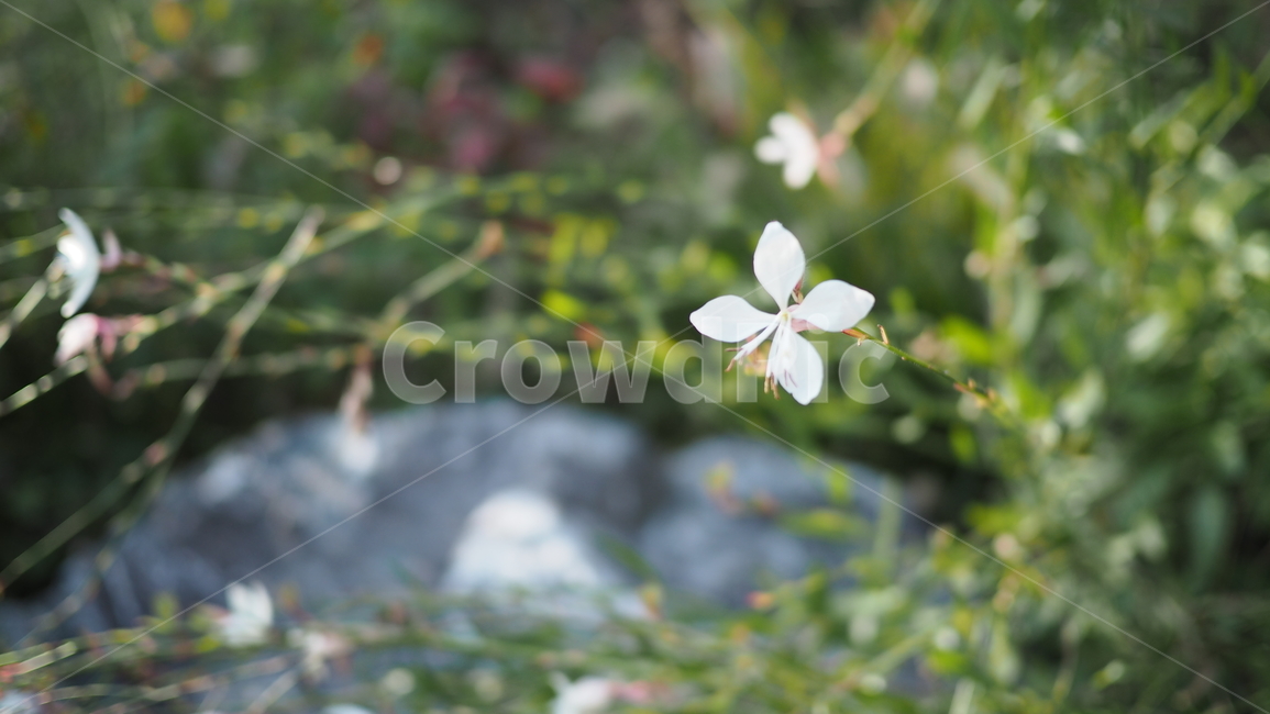 야생화,꽃,식물,wildflower,flower,plant,blossom,들꽃,식물,자연,plants,nature