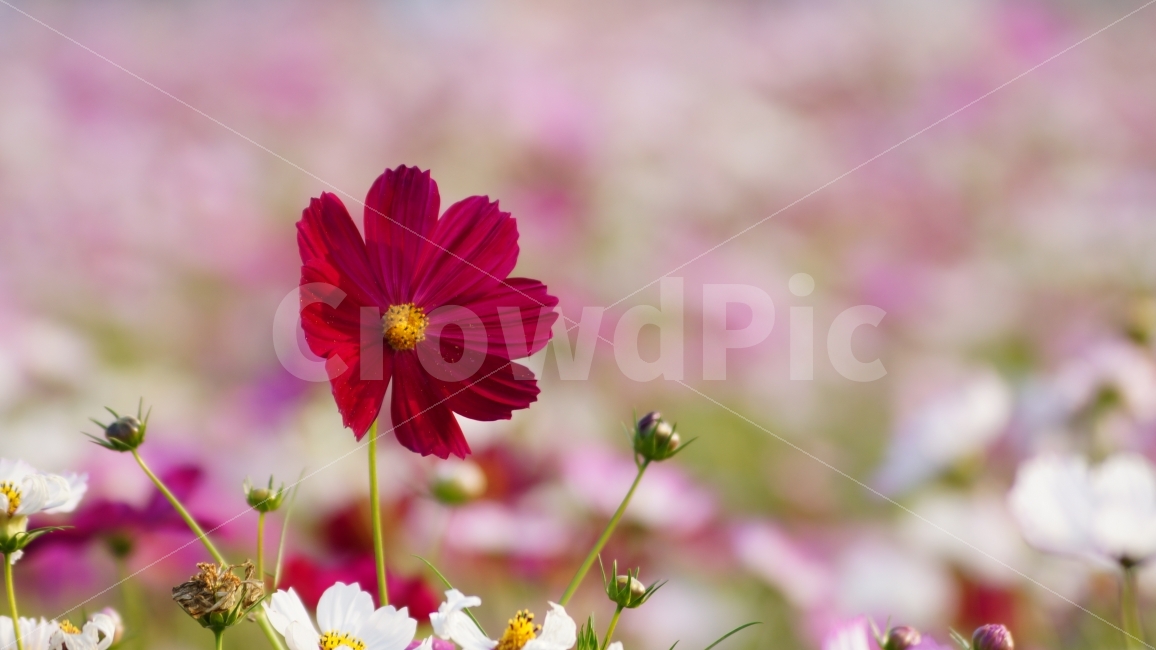 코스모스,가을,꽃,꽃사진,식물,가을,계절,fall,autumn,season,식물,자연,plants,nature,꽃,flower,plant