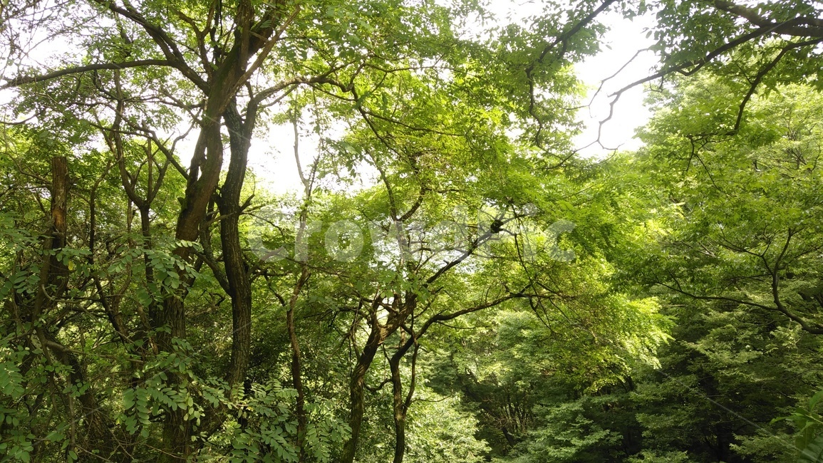 나무,숲,상쾌한,피톤치드,tree,forest