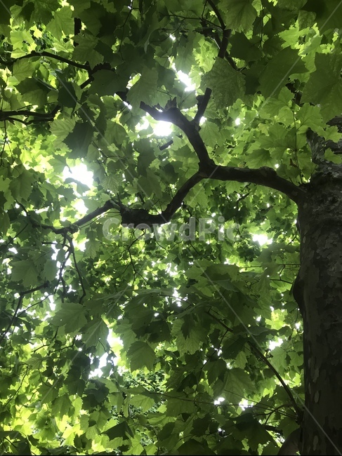 나무,햇빛,플라타너스,초록,나뭇잎,식물,자연,plants,nature,나무,trees,wood