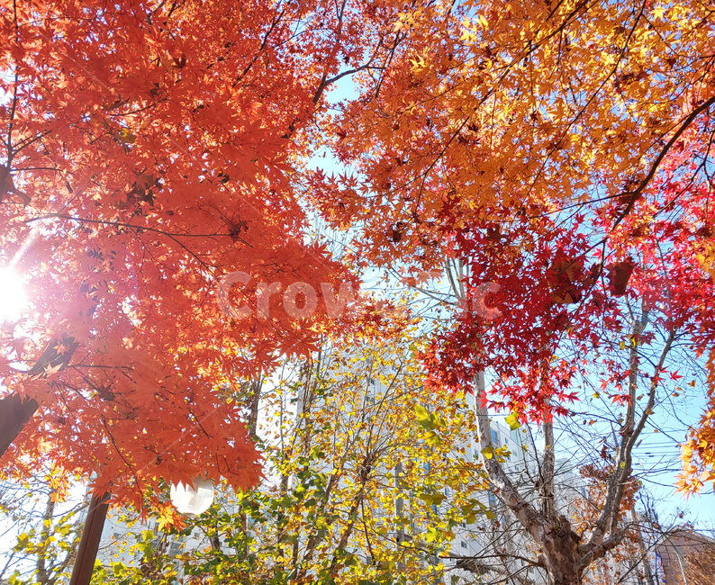 나무,tree,plant,식물,leaf,잎,단풍,maple,가을,autumn,단풍잎,단풍놀이,park,sky,하늘,trees,fall,season,가을,계절,fall,autumn,season