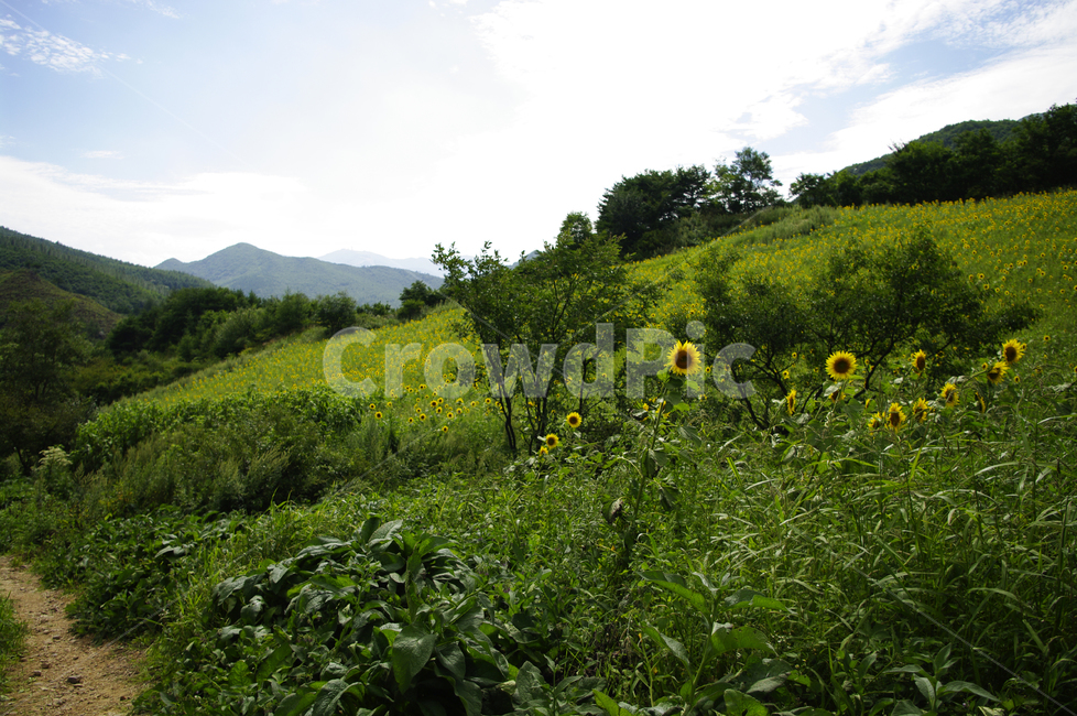 꽃밭,풍경,해바라기,꽃,flower,식물,plant,자연,풍경,nature,landscape,grassland,목초지,field,들,outdoors,옥외,rural,농촌,farm,농장