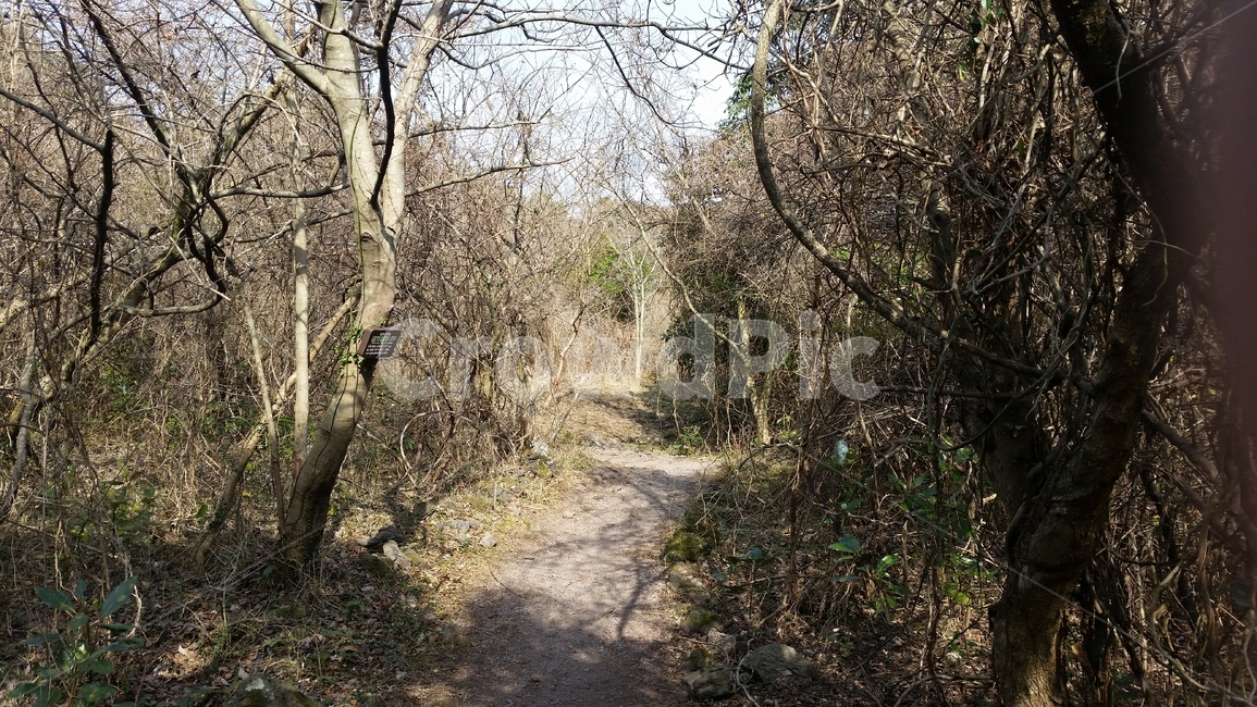 나무,숲,산책,바위,산책로,tree,식물,wood,forest,덤불숲,삼림지대,thicket,grove,woodland,walk,trail,오솔길,path