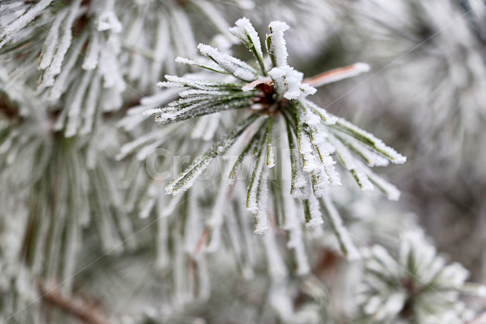 한라산,1100고지,눈꽃,설경,눈,snow,자연,옥외,outdoors,nature