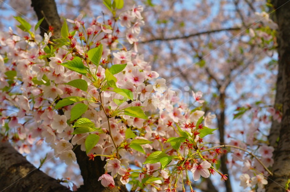 꽃,벚꽃,벚꽃축제,나무,flower,cherryblossom