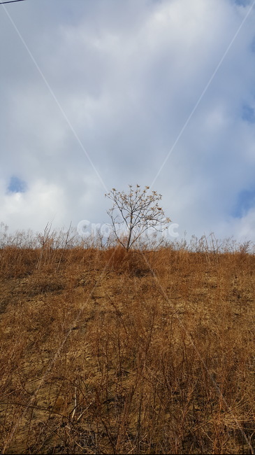 outdoors,grassland,옥외,목초지,field,들,nature,자연,대초원