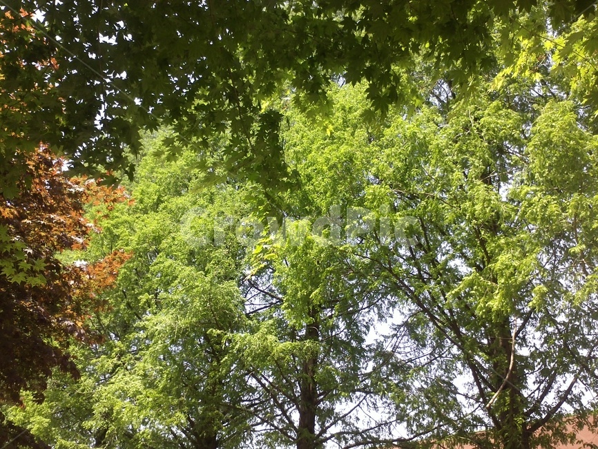 신록,여름,나무,숲,식물