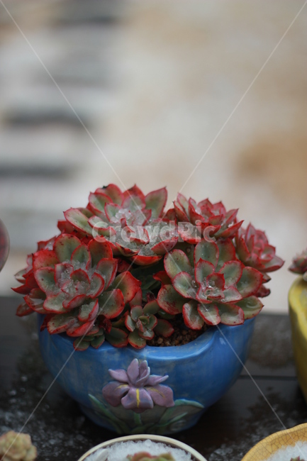 다육,다육식물,다육화분,예쁜식물사진,식물사진,반려식물,실내용화초,화분,화초,house plant