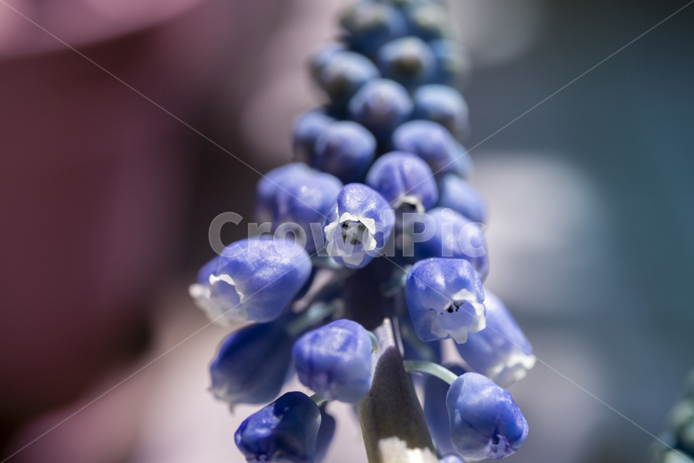 무스카리,꽃,보라색,녹색,자연,잎,줄기,식물,flower,plant,blossom,화분,생화,클로즈업
