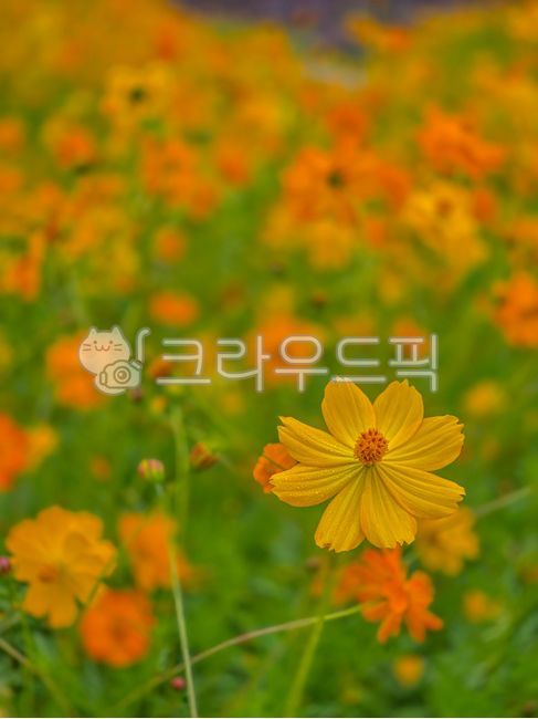 황화코스모스,코스모스,꽃,가을,꽃접사,flower