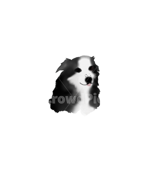 border collie illustration,border collie watercolor,watercolor illustration,dog illustration,animal illustration,dog watercolor,puppy,puppy illustration,puppy watercolor,animal,Watercolor,dog,mammalia,border collie