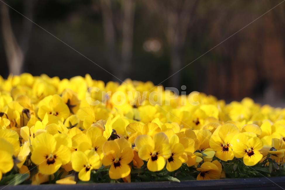 꽃,자연,수목원,풍경,봄,식물,자연,plants,nature,꽃,flower