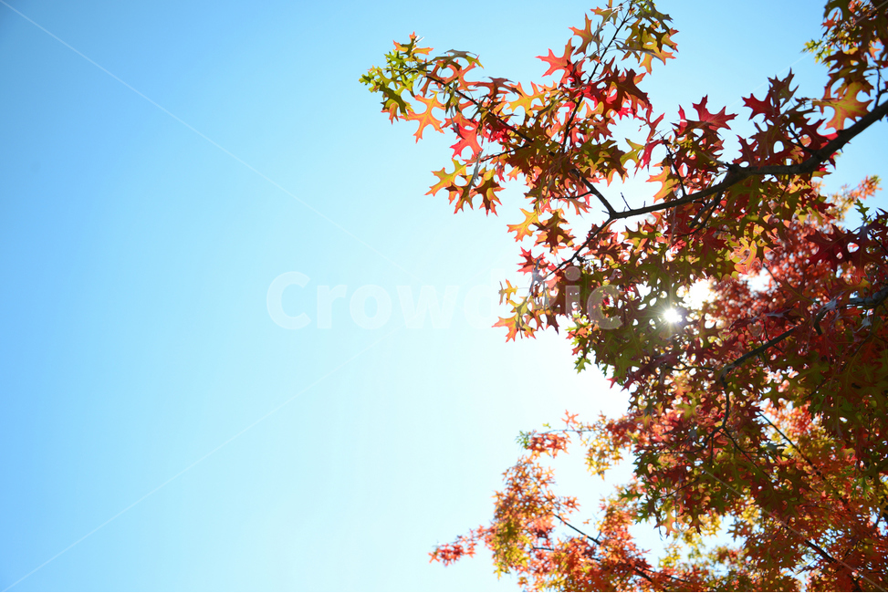 가을,단풍,하늘,단풍잎,빨간열매,fall,autumn,leaf,bluesky,maple,태양,아름다운,sunlight,햇빛,나무,tree,beutiful,sunnyday,맑음,따뜻한,자연,식물,가을,계절,fall,autumn,season,plant,잎