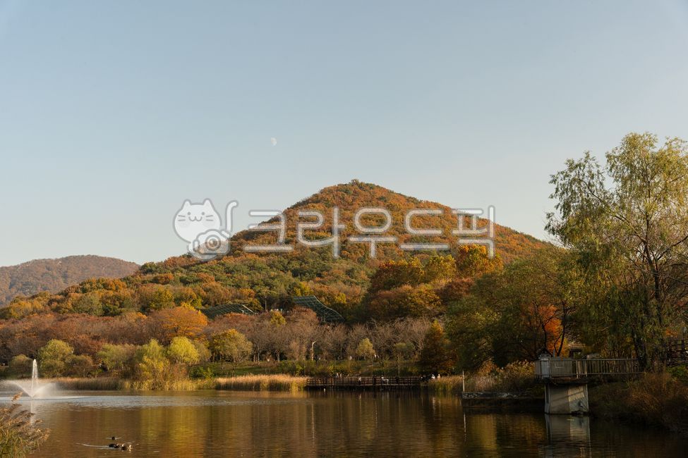 인천대공원,가을,단풍,가을단풍,산,호수,강,물,오리,동물,관광지,관광명소,lake,water,forest,park,river