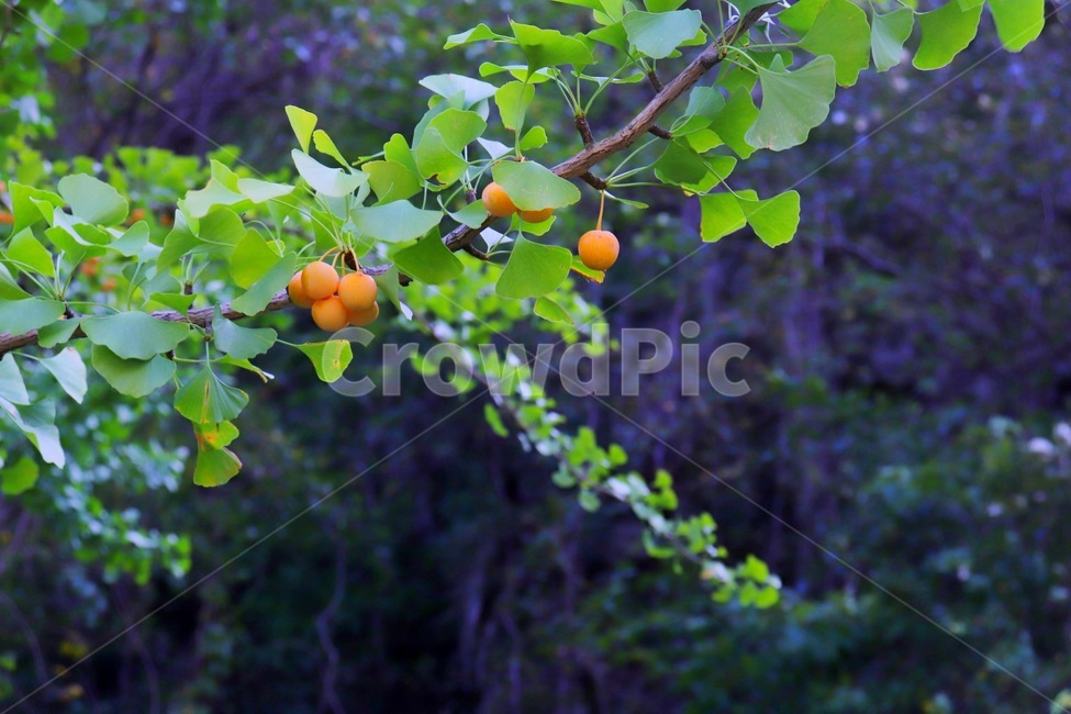 은행,식물,열매,은행나무,홍천,과일,열매,fruit