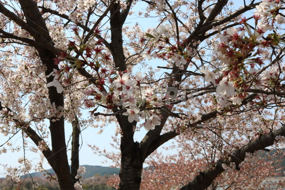 nature,spring,벚꽃,꽃놀이,봄,나무,blossom,꽃,식물,자연,축제,tree