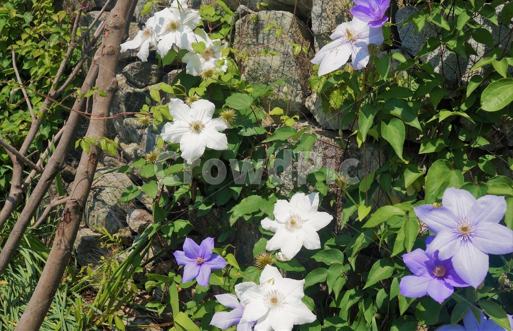 제라늄,꽃,하얀꽃,보라색꽃,flower,자연,nature,plant,blossom