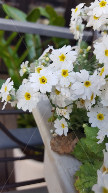 숲,꽃,자연,힐링,싱그로운,산책,white,flower,식물,자연,plants,nature,꽃,flower