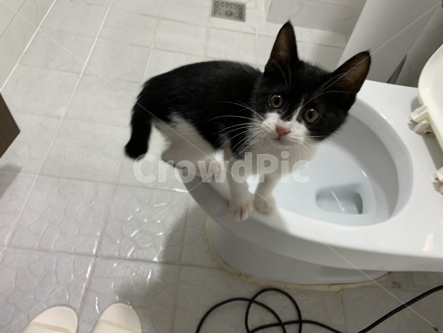 고양이,냥이,새끼고양이,캣,애교,동물,변기