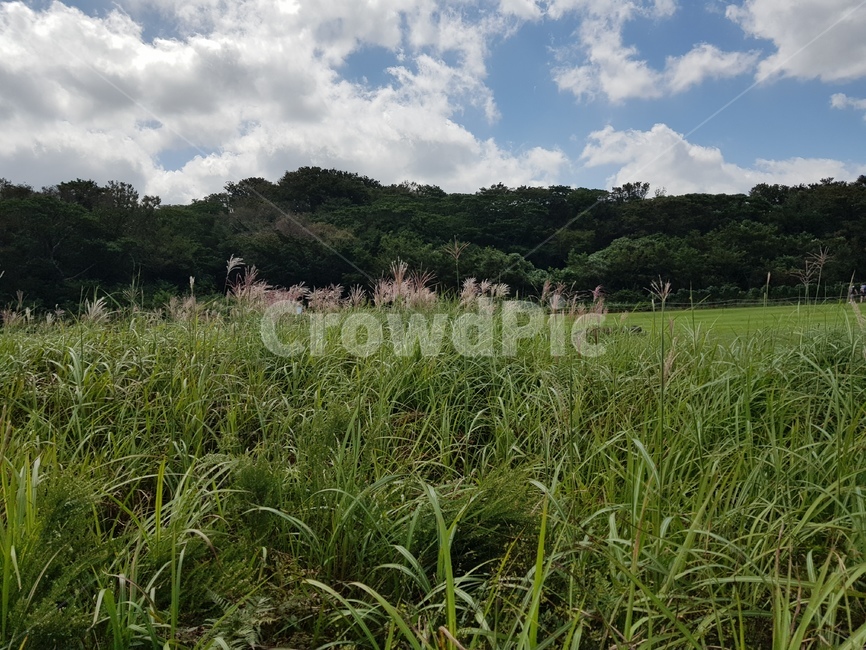 제주도,풍경,갈대,하늘,jeju,reed,silvergrass,억새