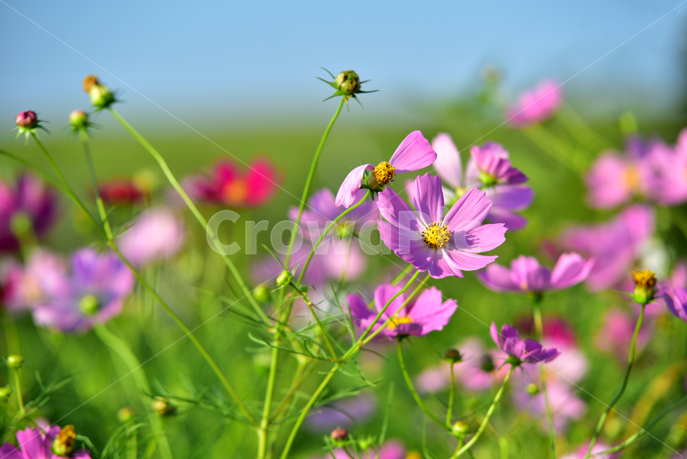 코스모스,코스모스꽃,꽃,가을,가을꽃,식물,국화과,꽃잎,cosmos,flower,fall,autumn,plant,blossom,petal,식물,자연,plants,nature,꽃,flower